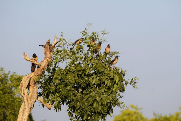 Flock,Of,Rosy,Starling,Birds,Perching,On,A,Tree.,Rose-colored