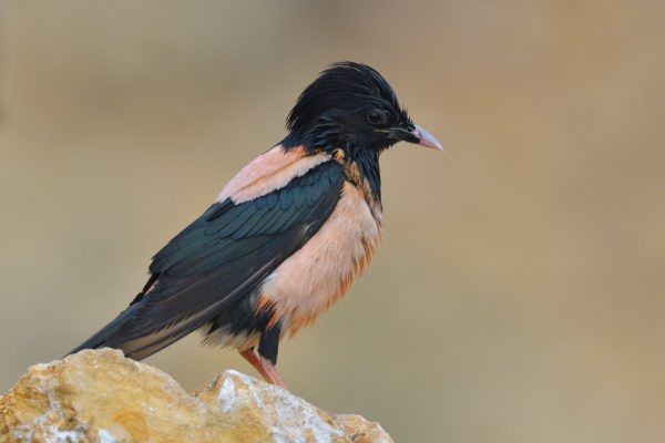 Rosy,Starling,(pastor,Roseus),Perched,On,A,Rock