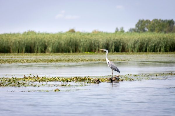 Lake,Tisza,And,A,Watching,Heron